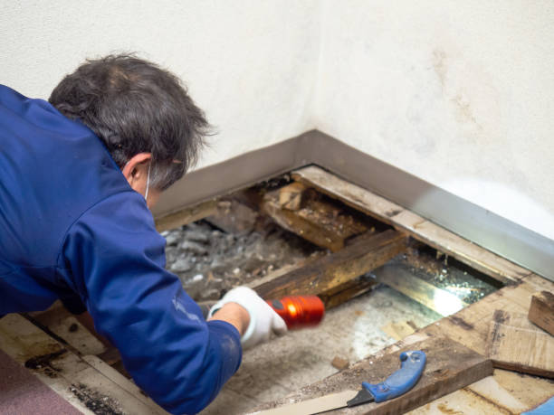Best Local Mold Removal Service  in Gilcrest, CO