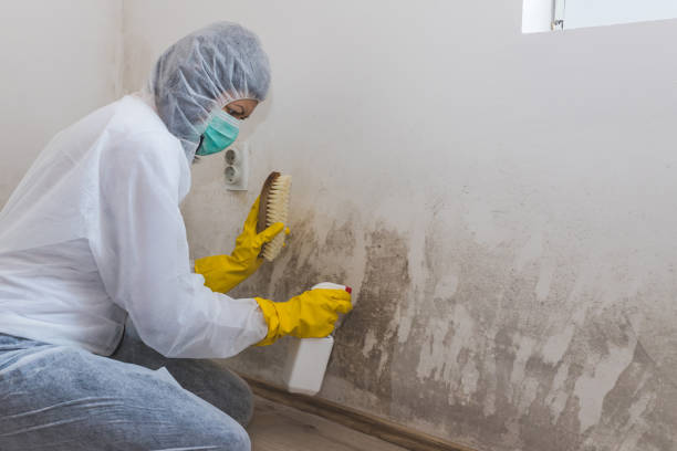 Best Attic Mold Removal  in Gilcrest, CO