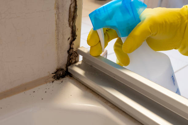 Mold Testing and Removal in Gilcrest, CO
