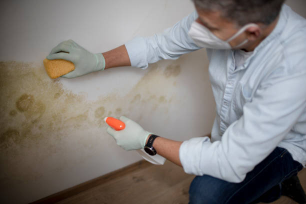 Crawl Space Mold Removal in Gilcrest, CO