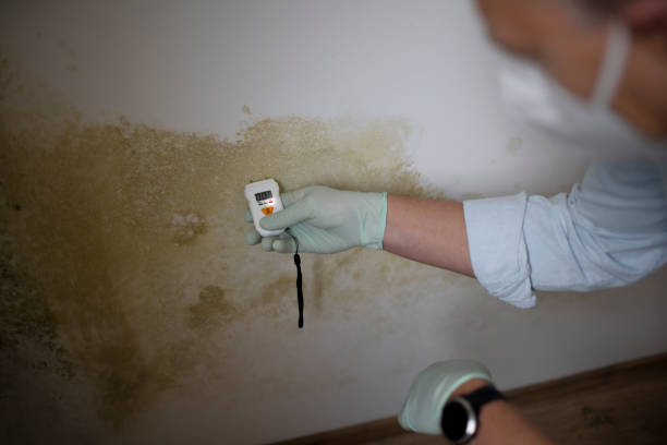 Best Mold Testing  in Gilcrest, CO