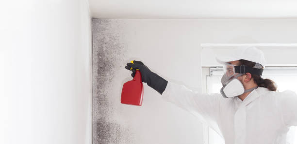 Best Black Mold Removal  in Gilcrest, CO