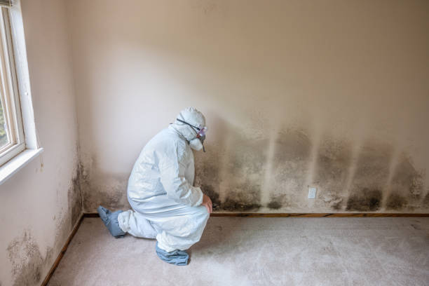 Best Residential Mold Removal  in Gilcrest, CO
