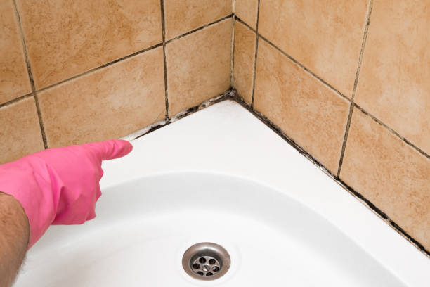 Best Mold Damage Repair  in Gilcrest, CO